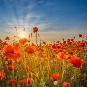 Gorgeous Sunset In A Poppy Field 1