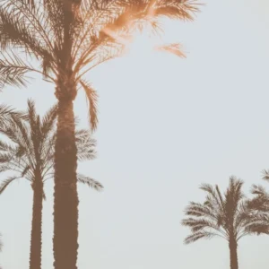 The Palmtrees In The Summer Sun Spain Travel