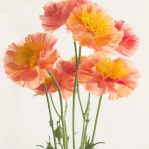 Marigold Flowers Acrylic Painting In Pastel Colours 5