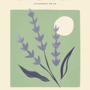 Vintage Green And Purple Lavender Flower Of Portugal