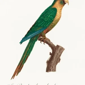The Musk Lorikeet From Natural History Of Parrots, Francois Levaillant, Francois Levaillant