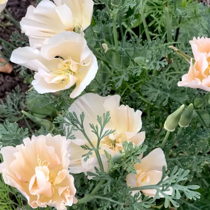 Blumensamen Goldmohn Thai Pink Silk Champagne