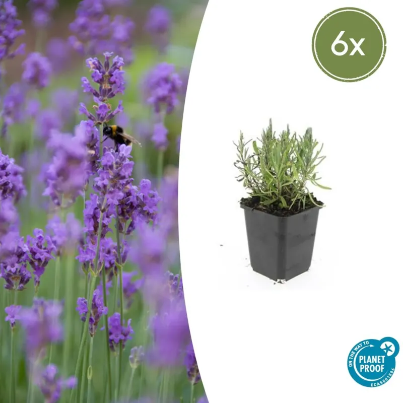 Lavandula ang 'Munstead' - 20cm