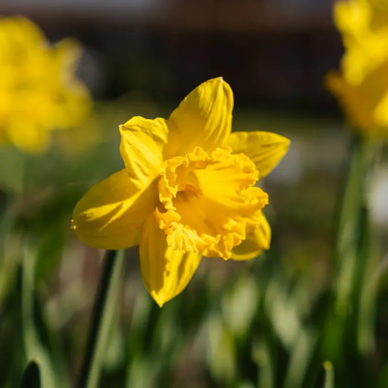 Narzisse, Narcissus 'Dutch Master'