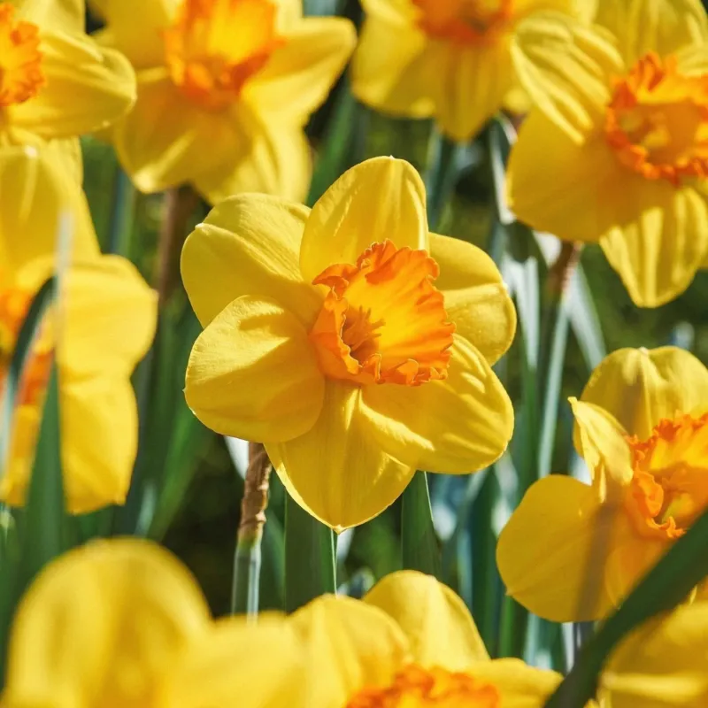Narzisse, Narcissus 'Red Devon'