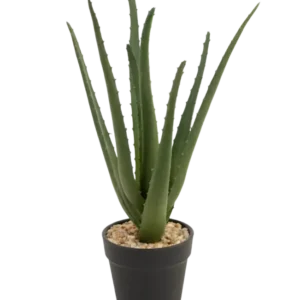 Die Kunstpflanze Aloe Vera 33 cm hat lange, dünne grüne Blätter, die in kleinen Steinen in einem eleganten schwarzen Topf vor einem weißen Hintergrund nach oben wachsen.