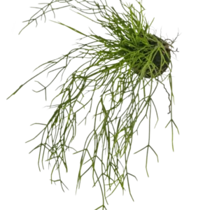 Die künstliche Hängepflanze Gras auf Kugel 48 cm hat lange, dünne, grüne grasähnliche Stängel in einem kleinen Erdklumpen vor einem weißen Hintergrund.