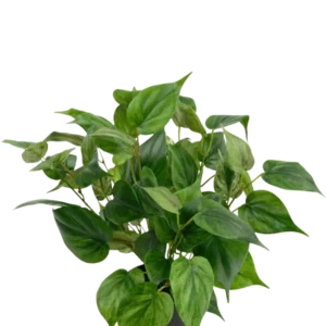 Eine lebhafte Kunstpflanze Philodendron in einem 35-cm-Topf mit herzförmigen Blättern sitzt in einem eleganten schwarzen Topf vor einem schlichten weißen Hintergrund.
