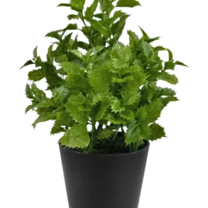 Künstliche Pflanze Perilla 25 cm: Eine leuchtend grüne Blattpflanze mit gezackten Rändern in einem einfachen schwarzen Topf, perfekt, um jedem Raum einen Hauch von Natur zu verleihen.
