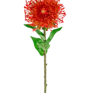 Die künstliche Blume Protea 73 cm rot hat leuchtend rote Blütenblätter, grüne Blätter und einen langen, schlanken Stiel, was sie zu einer auffälligen künstlichen Blume macht, die jedem Raum dauerhafte Schönheit verleiht.