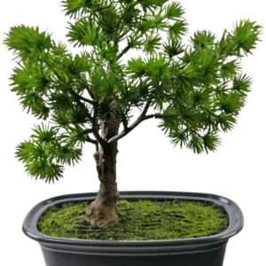 Die Kunstpflanze Bonsai Wacholder 20 cm hat dichte, stachelige grüne Blätter in einem rechteckigen schwarzen Topf mit Moos vor einem schlichten weißen Hintergrund.