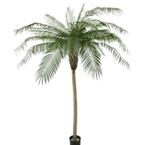 Die Kunstpalme Phoenix De Luxe 210 cm hat lange, gebogene grüne Blätter und einen strukturierten Stamm, in einem kleinen schwarzen Topf vor einem schlichten weißen Hintergrund.