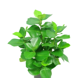 Die Kunstpflanze Clusia 45 cm hat dicke, glänzende, ovale grüne Blätter vor einem schlichten weißen Hintergrund.