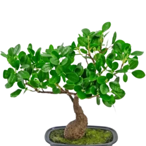 Die Kunstpflanze Bonsai Ficus 30 cm hat einen kleinen, gebogenen Stamm und dichte, glänzend grüne Blätter, in einem flachen schwarzen Topf mit Moos. Es passt perfekt in jeden Raum und hebt sich wunderbar von einem schlichten weißen Hintergrund ab.
