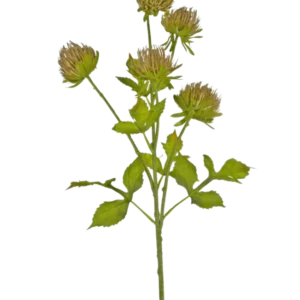 Die künstliche Blumendistel 66 cm braun hat einen grünen Stiel mit mehreren verzweigten Blättern und sechs braunen, zarten Blütenköpfen vor einem schlichten weißen Hintergrund.