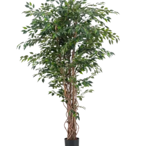 Die Kunstpflanze Ficus Liana 180 cm hat schlanke, gedrehte braune Stämme und reichlich grüne Blätter in einem schwarzen Topf vor einem schlichten weißen Hintergrund. Ideal, um mit dieser realistischen Kunstpflanze üppiges, stilvolles Grün in Ihr Interieur zu bringen.