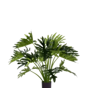 Die Kunstpflanze Philodendron UV 90 cm hat große, tief gelappte grüne Blätter im Topf und eignet sich perfekt als pflegeleichte Zimmerpflanze für mehr Grün im Innenbereich. Vor einem weißen Hintergrund verleiht es einen natürlichen Stil ohne Pflege.