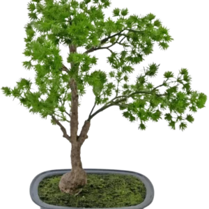 Die Kunstpflanze Bonsai Wacholder 40 cm hat einen schlanken Stamm und üppig grüne Blätter und wird in einen flachen, rechteckigen grauen Topf mit Moos gestellt. Der Hintergrund ist schlicht weiß.