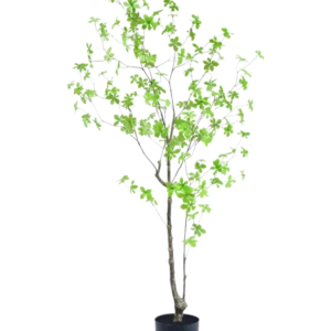 Die Kunstpflanze Enkianthus 150 cm ist eine hohe Topfpflanze mit dünnen Zweigen und kleinen, hellgrünen Blättern vor einem schlichten weißen Hintergrund.