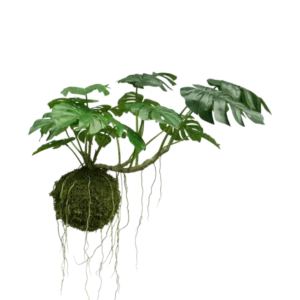 Die künstliche Hängepflanze Monstera Deluxe 60 cm hat große grüne Blätter und lange Wurzeln, die an einer Mooskugel hängen, was vor einem weißen Hintergrund eine tropische Atmosphäre schafft.