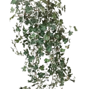 Der künstliche Efeu Deluxe Rich Green-White 90 cm hat üppige grüne und weiß gelappte Blätter an nachlaufenden Stielen, die sich wunderbar von einem schlichten weißen Hintergrund abheben.