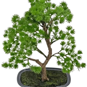 Die künstliche Pflanze Bonsai Wacholder 30 cm hat dichte hellgrüne Blätter und einen gedrehten Stamm, in einem flachen grauen Topf mit dunkler Erde, vor einem schlichten weißen Hintergrund.