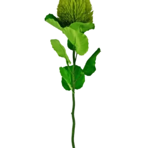 Die Kunstblume Banksia 59 cm grün ist eine einzelne grüne Seidenblume mit einer flauschigen, runden Blüte und gezackten Blättern an einem langen Stiel – ideal für jede künstliche Blumendekoration und wunderschön vor einem schlichten weißen Hintergrund.