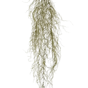 De Kunst hangplant Sudo 110 cm heeft dunne, lange, gekrulde gedroogde takken die naar beneden hangen tegen een effen witte achtergrond. Het voegt sfeer en gezelligheid toe als een unieke kunst hangplant aan je ruimte.