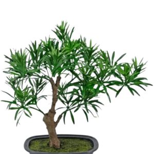 Die Kunstpflanze Bonsai Podocarpus 30 cm besteht aus einem kleinen Topfbonsai mit einem dicken braunen Stamm und dichten, schmalen grünen Blättern in einem rechteckigen grauen Topf, der mit Mooserde gefüllt ist.