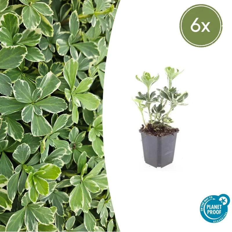 Pachysandra Terminalis 'Variegata' - 20cm