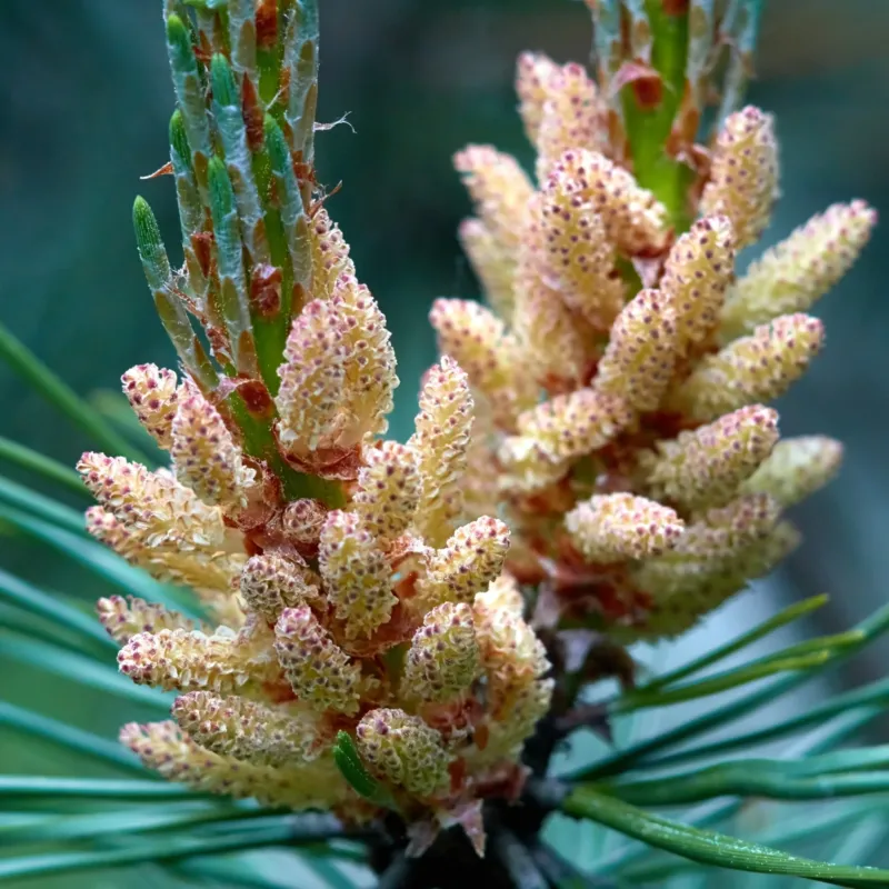 Aiguilles de pin parfum boisé de Grasse pour bougies fondants et diffuseurs