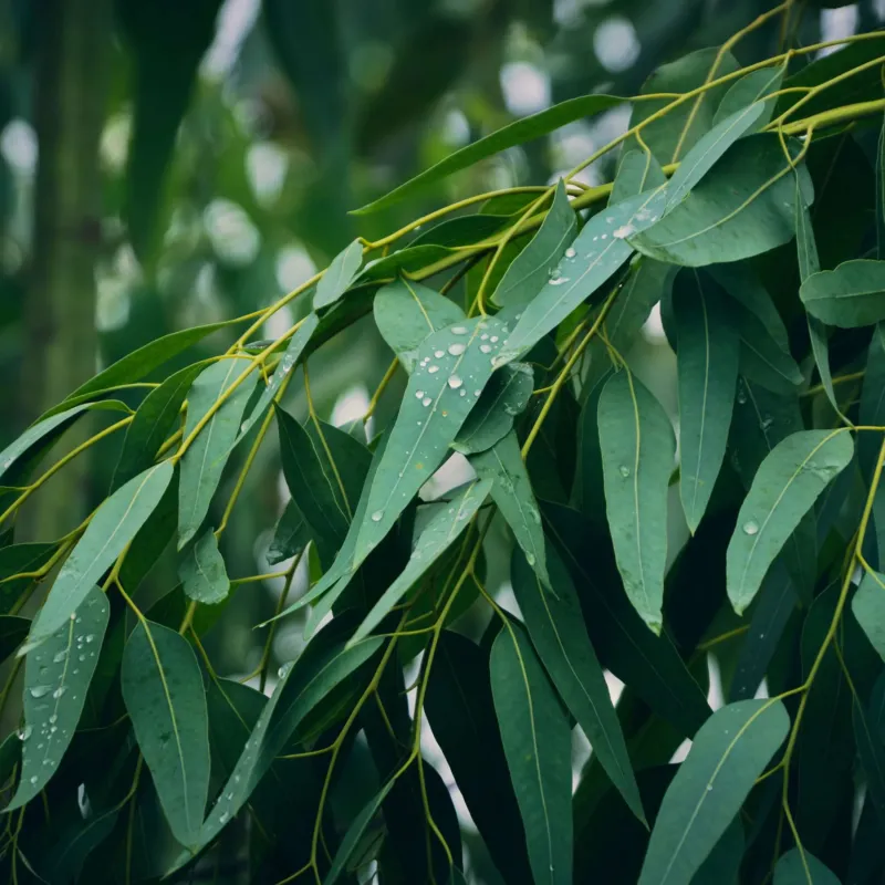 Eucalyptus parfum frais de Grasse pour bougies fondants et diffuseurs