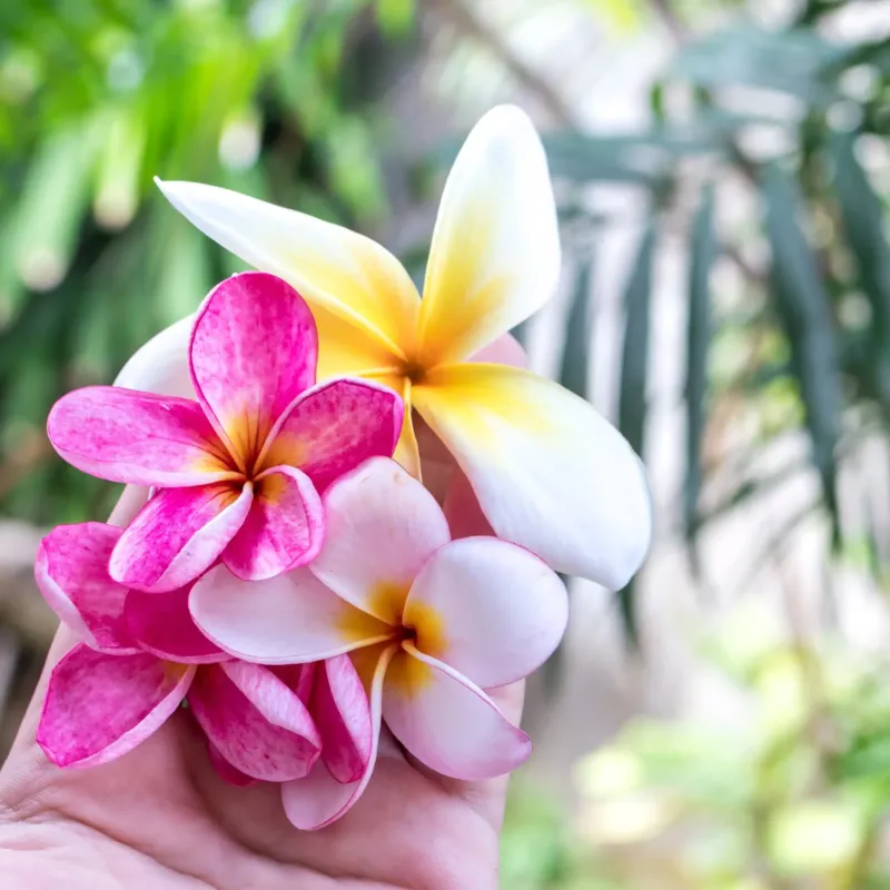 Fleur des îles parfum fleuri de Grasse pour bougies fondants et diffuseurs