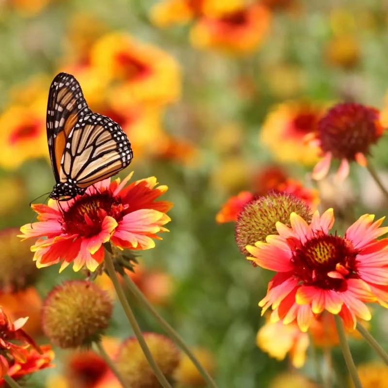 Jardin de printemps parfum fleuri de Grasse pour bougies fondants et diffuseurs