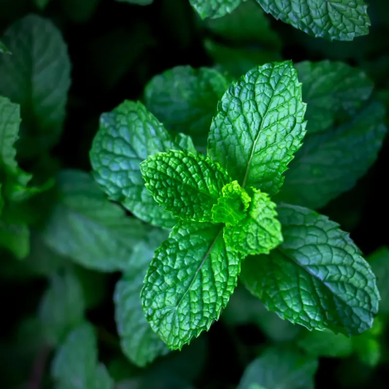 Menthe chlorophylle parfum aromatique de Grasse pour bougies fondants et diffuseurs