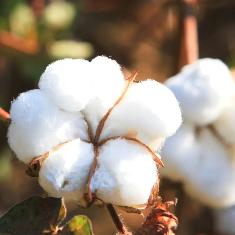 Pureté de coton parfum fleuri de Grasse pour bougies fondants et diffuseurs