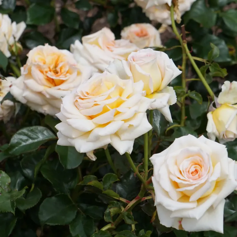 Rose des jardins parfum fleuri de Grasse pour bougies fondants et diffuseurs