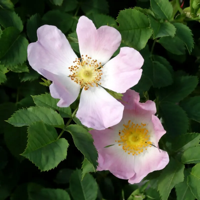 Rose sauvage parfum fleuri de Grasse pour bougies fondants et diffuseurs