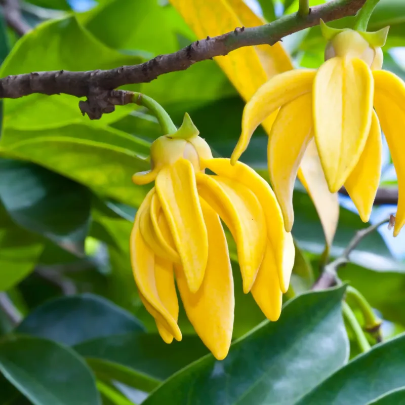 Ylang ylang parfum fleuri de Grasse pour bougies fondants et diffuseurs