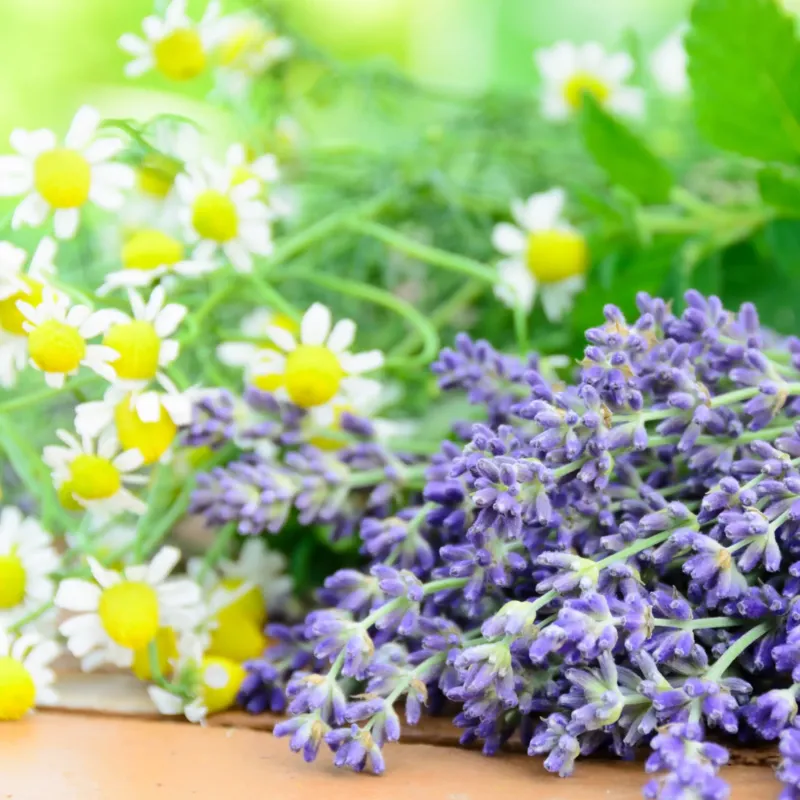 Lavande relaxante et camomille parfum fleuri de Grasse pour bougies fondants et diffuseurs