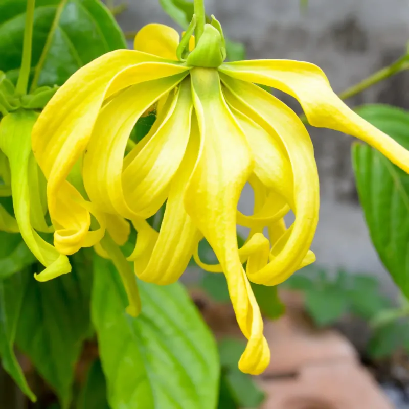 Fleur du soleil parfum fleuri de Grasse pour bougies fondants et diffuseurs