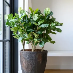 Bernd Oyster Imperial Braun Finestgreen