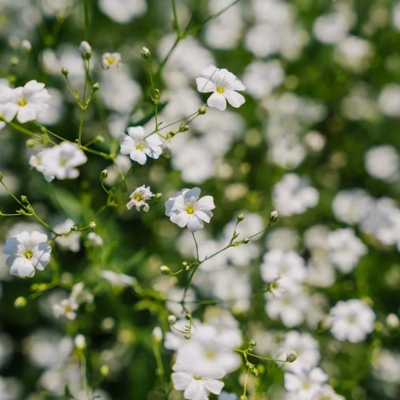 Seifenkraut Samen 'Soapwort' - 300 Biosamen