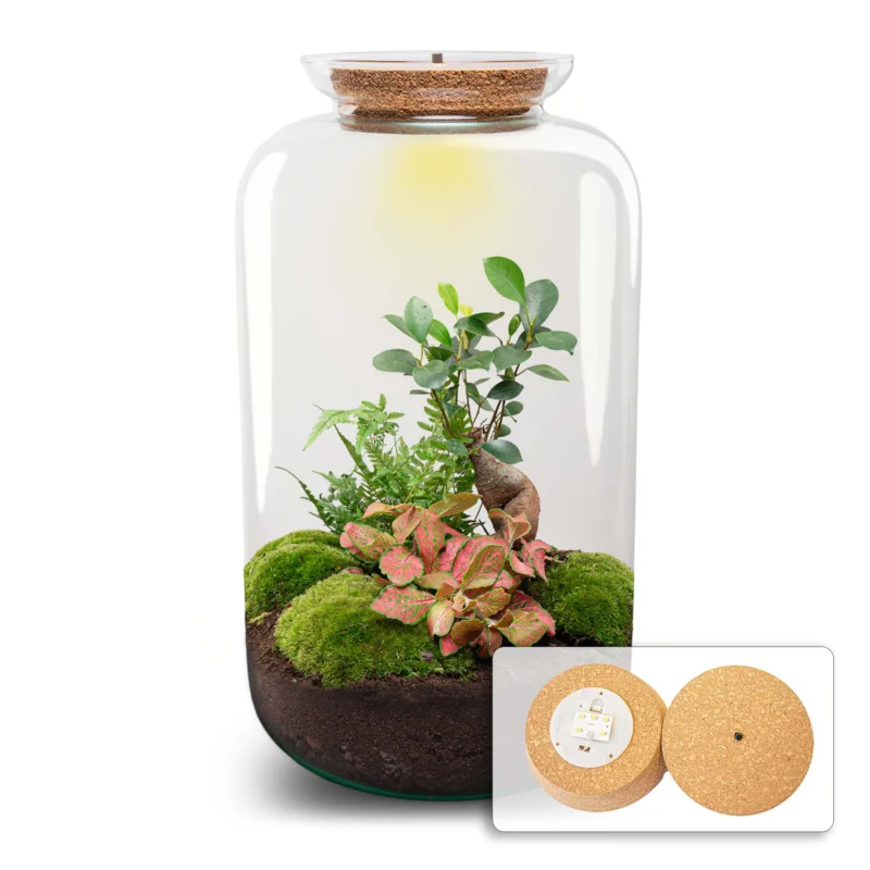 Sven XL Bonsai - Terrarium with light - Bottle garden DIY kit - Ø 23 cm ↑ 43 cm