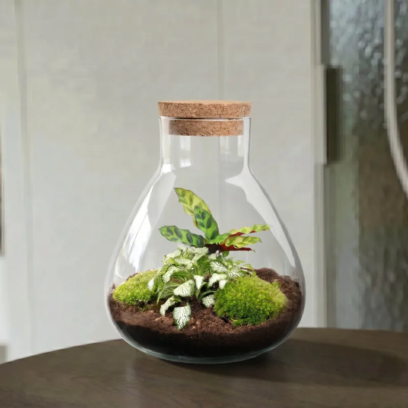 Sammie Calathea - Terrarium - Bottle garden DIY kit - Ø 22,5 cm ↑ 27 cm