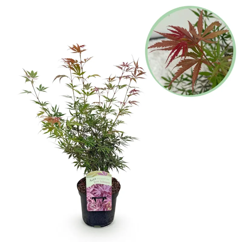 Japanse Esdoorn Jerre Swarts - donker rood - 70cm