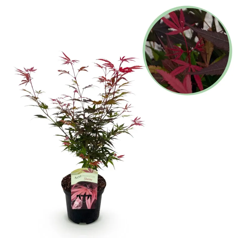 Japanse Esdoorn Shaina - Rood - 70cm