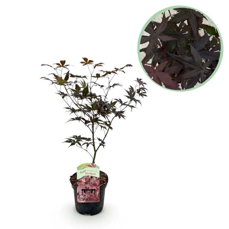 Japanse Esdoorn Bloodgood - Rood - 70cm