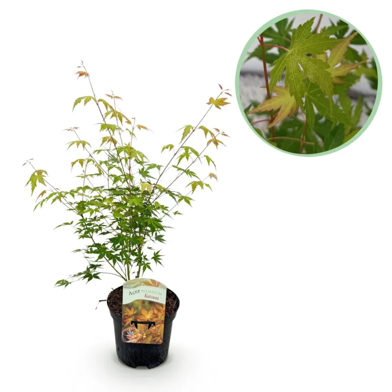 Japanse Esdoorn Katsura - Oranje - 70cm