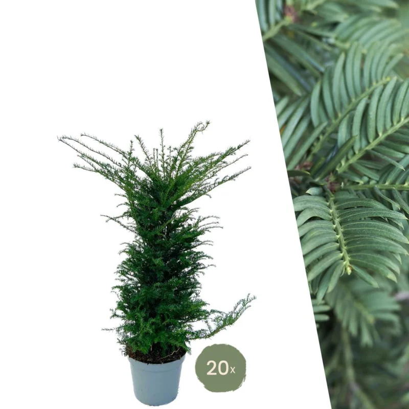 Taxus planten voor 10 meter strekkende haag - 100cm